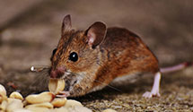 24 Hour & Emergency Exterminators in Valparaiso, IN